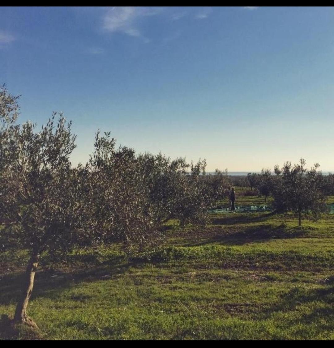 Apartman Ostrea *** Bale Dış mekan fotoğraf