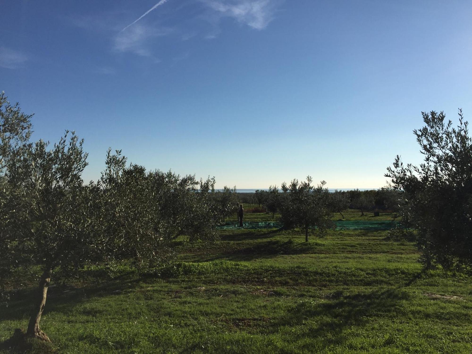 Apartman Ostrea *** Bale Dış mekan fotoğraf