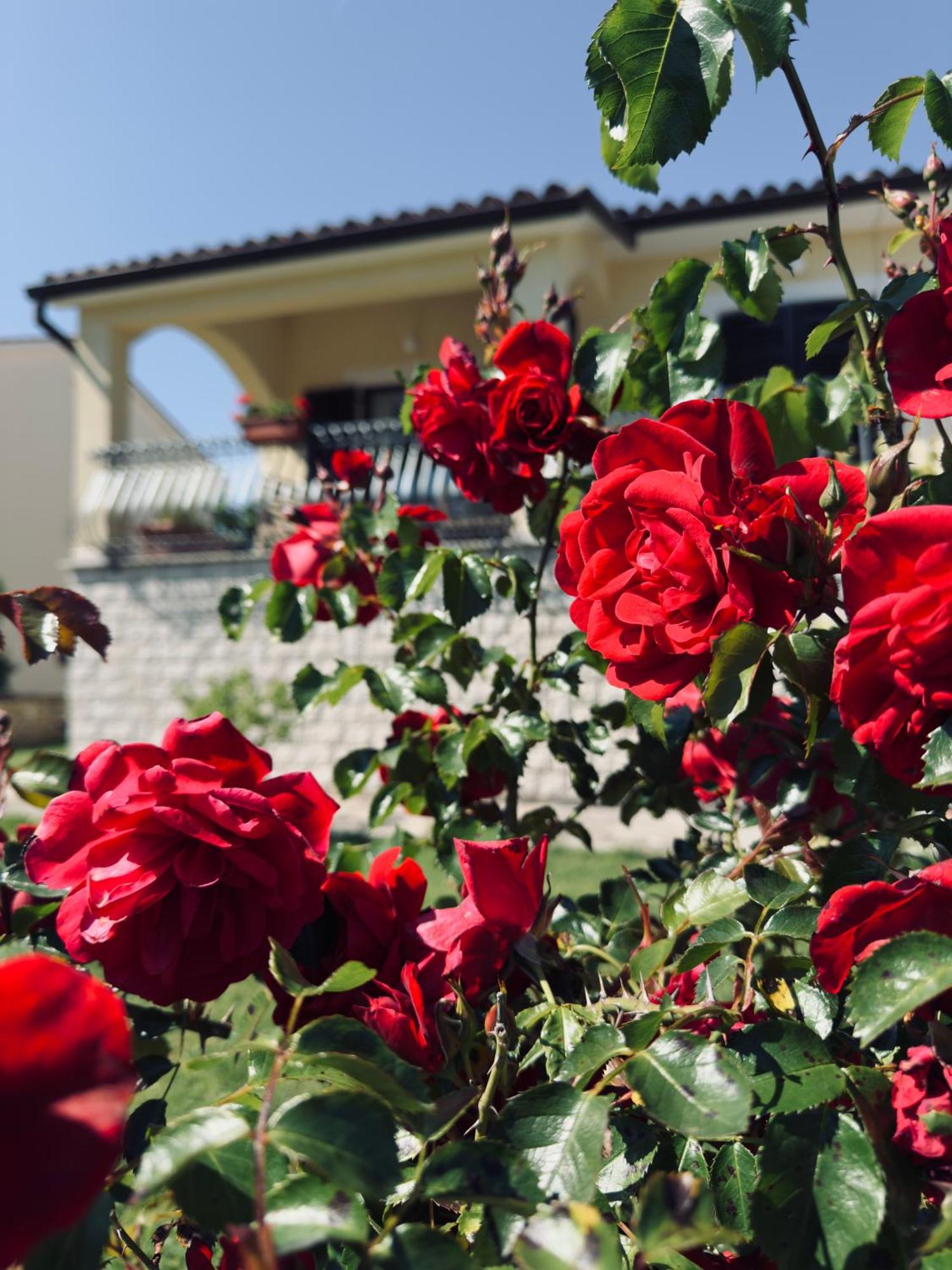 Apartman Ostrea *** Bale Dış mekan fotoğraf